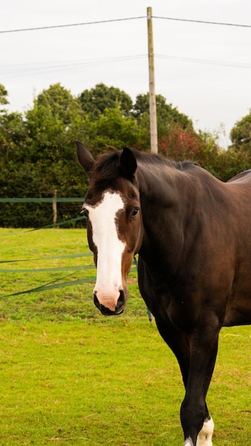 Chestnut Beauty Closeup of a Stunning Horse