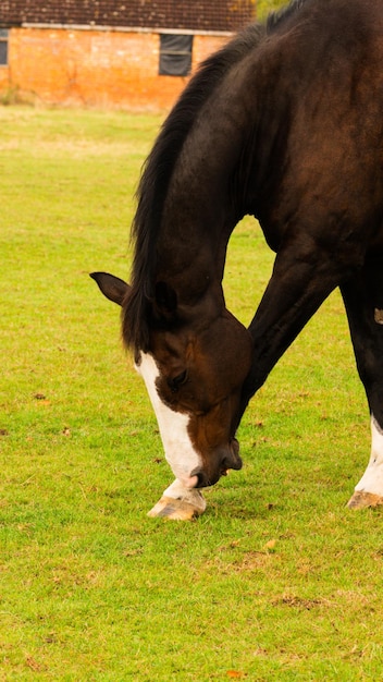 Chestnut Beauty Closeup of a Stunning Horse