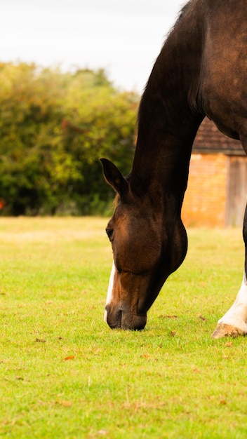 Chestnut Beauty Closeup of a Stunning Horse