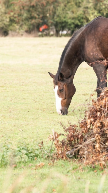 Chestnut Beauty Closeup of a Stunning Horse