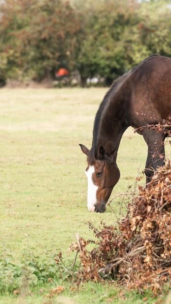 Chestnut Beauty Closeup of a Stunning Horse