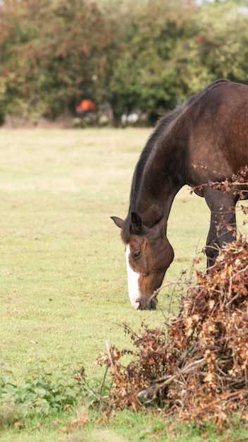 Chestnut Beauty Closeup of a Stunning Horse