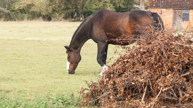 Chestnut Beauty Closeup of a Stunning Horse