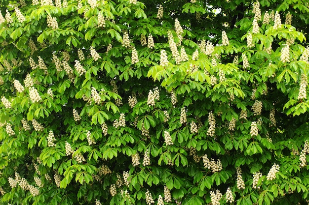 Chestnut bloom looks far away