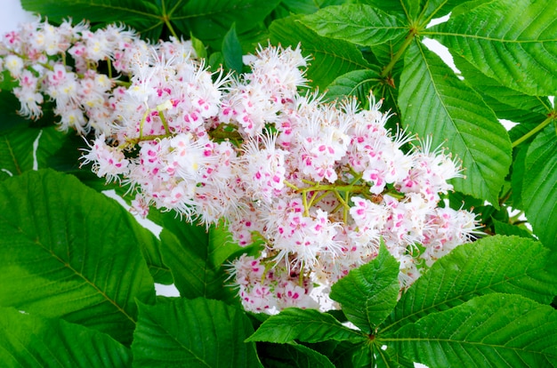 Chestnut branch with leaves and flower 