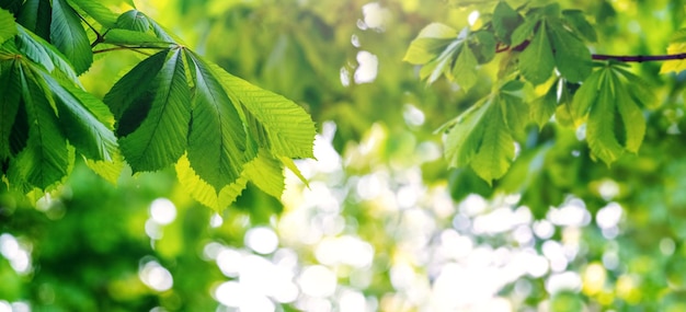 Chestnut branch with young fresh green leaves Background of green leaves