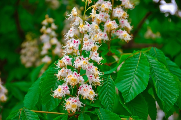 chestnut flowers close up, blooming chestnut, white small flowers on a branch