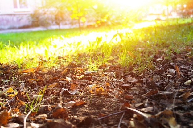 Chestnut forest in sunny setting sun Hedgehogs and chestnuts fall to the ground