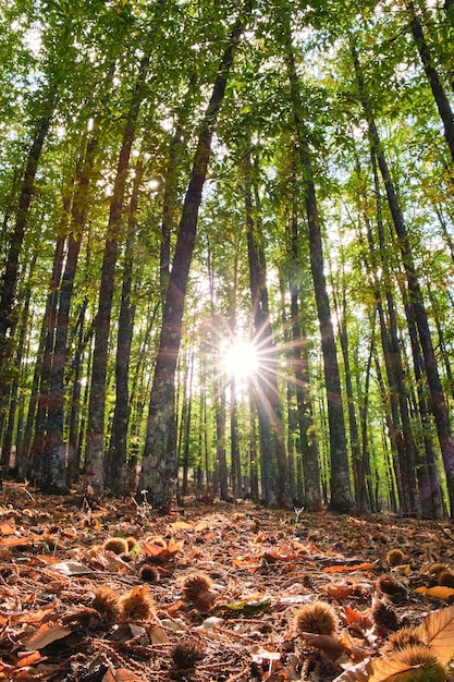 Chestnut forest with the sun sneaking through the trunks forming a solar star