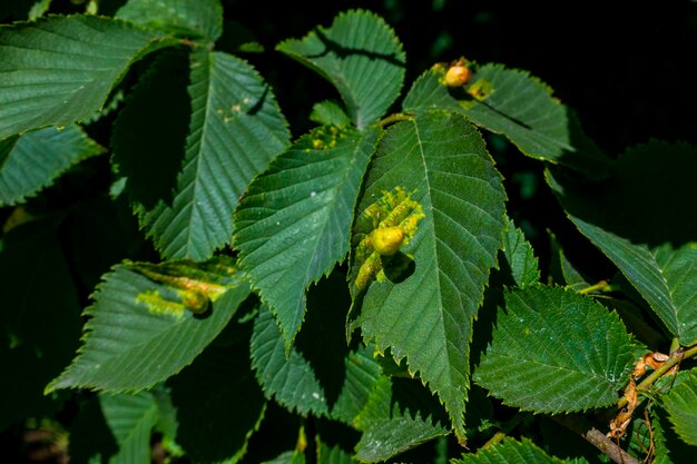 Chestnut gall wasp