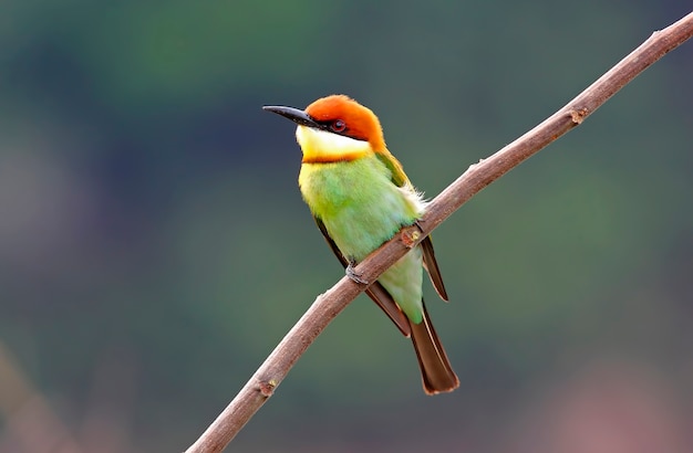 Chestnut headed Bee eater Merops leschenaulti Beautiful Birds of Thailand