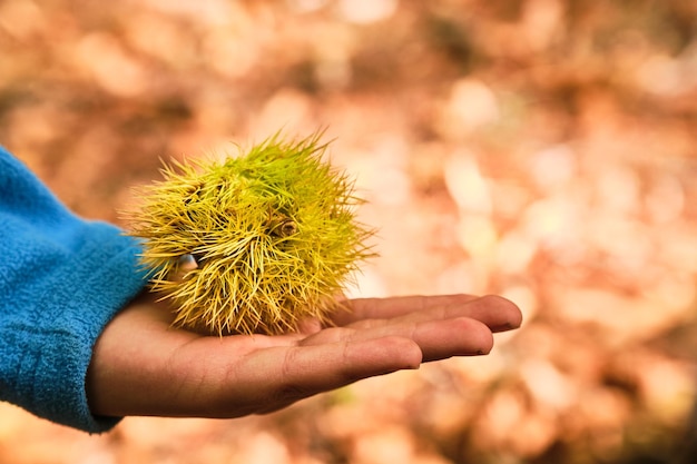 Chestnut hedgehog in the hand of a child with dry leaves of the forest in the background out of focus