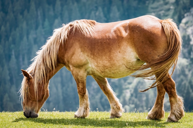 Chestnut horse grazing in a meadow in the Pyrenees mountains