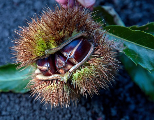 Chestnut husk close up Castanea sativa tree branch at harvest Autumn