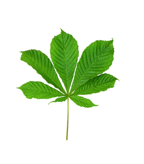 Chestnut leaf isolated on a white background