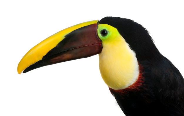 Chestnut-mandibled Toucan or SwainsonÃ¢ÂÂs Toucan - Ramphastos swainsonii on a white isolated