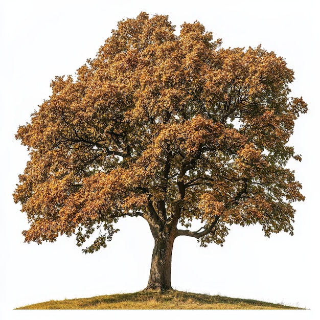 Photo chestnut oak tree isolated on a solid white background