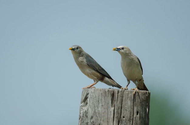 Chestnut-tailed Starling bird (Sturnus malabaricus) standing on the branch in nature, Thailand