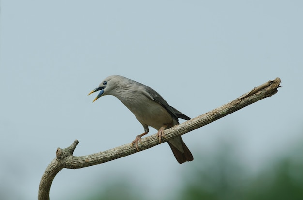 Chestnut-tailed Starling bird (Sturnus malabaricus) standing on the branch in nature, Thailand