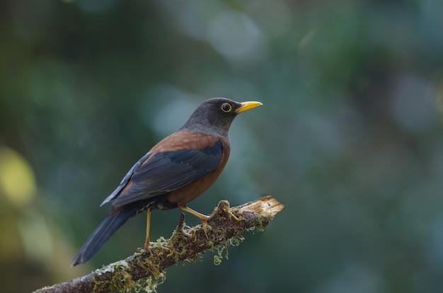 Chestnut thrush (Turdus rubrocanus) bird