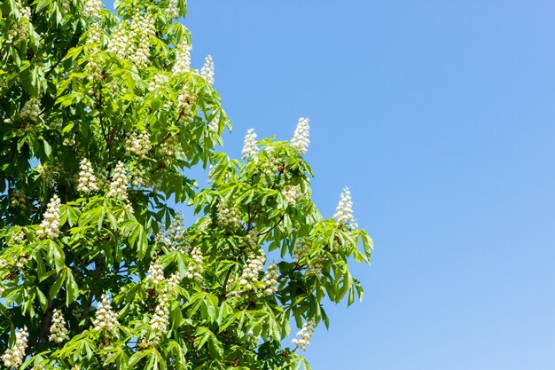 Chestnut tree with blossoming spring flowers against blue sky