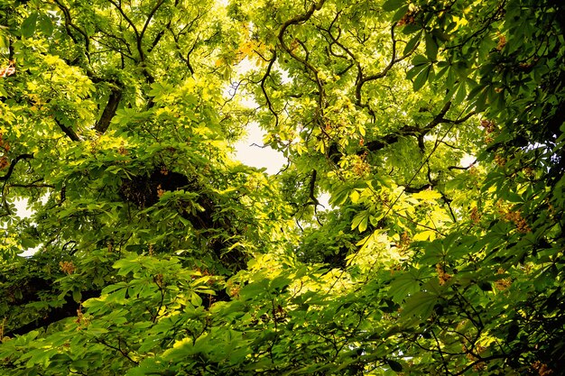 Chestnut tree with green leaves in Prague, Czech Republic, on sunny day on natural background. Spring or summer nature concept.