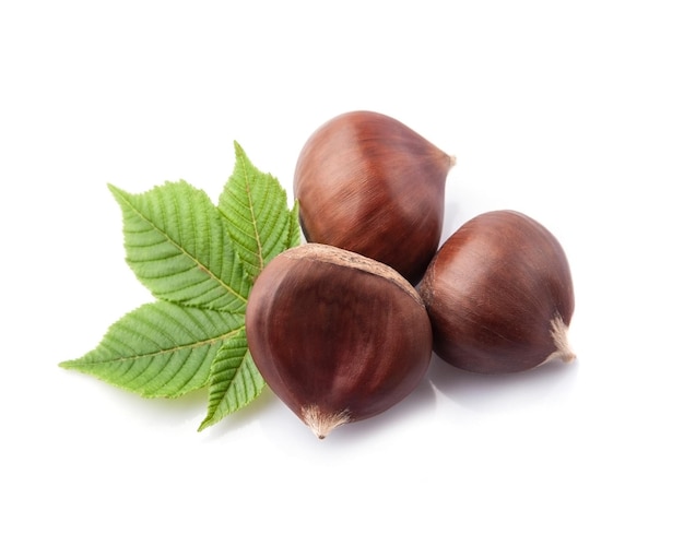 Chestnut with leaves on white backgrounds