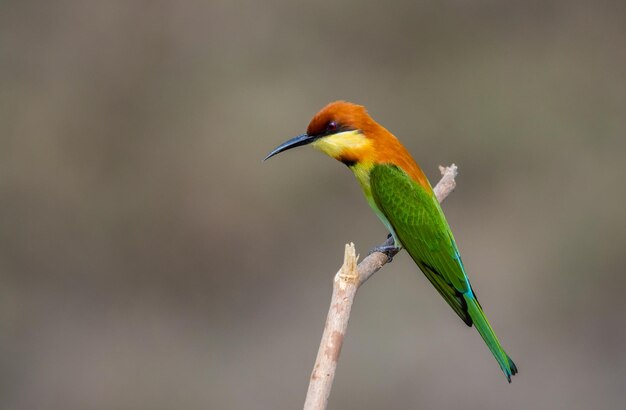 Chestnutheaded Beeeater on the branch close up shot