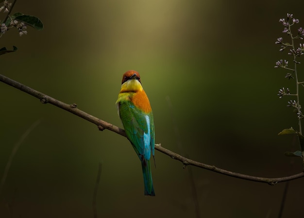 Chestnutheaded Beeeater Merops leschenaulti on branch tree