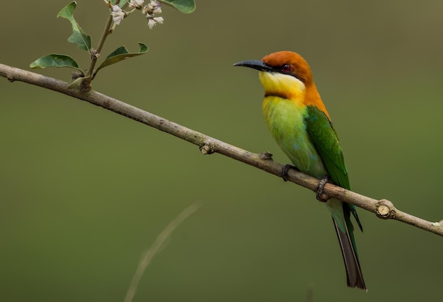 Chestnutheaded Beeeater Merops leschenaulti on branch tree