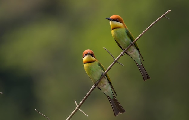 Chestnutheaded Beeeater Merops leschenaulti on branch tree