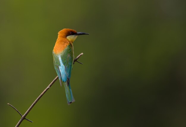 Chestnutheaded Beeeater Merops leschenaulti on branch tree