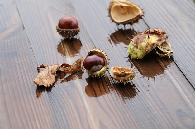 chestnuts and autumn leaves on wooden wet background with copy space