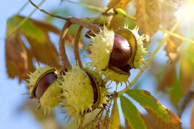 Chestnuts on the branch