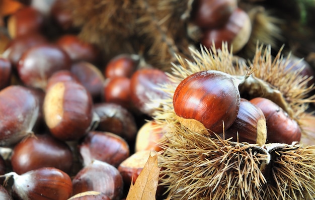 Chestnuts on the ground