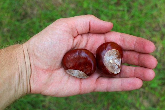 Chestnuts in hand on grass