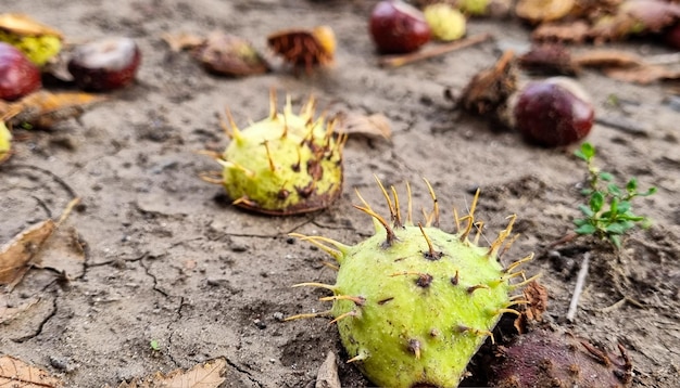 Chestnuts in a prickly green shell on the ground.