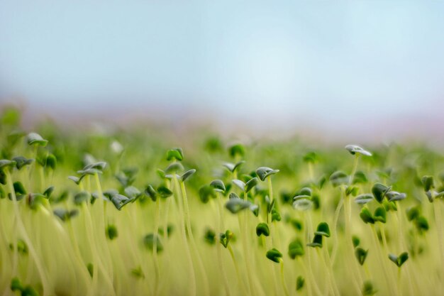 Chia microgreen sprouts close up on sky background healthy eating concept selective focus place for text