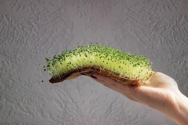 Chia microgreens in hand closeup Growing greenery at home Natural food