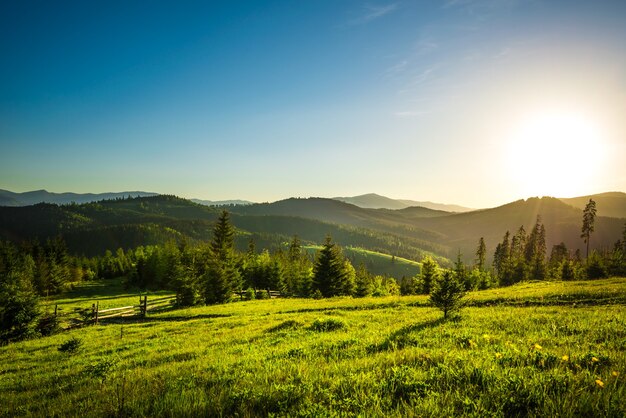 Chic view from hilltop onto a spruce forest