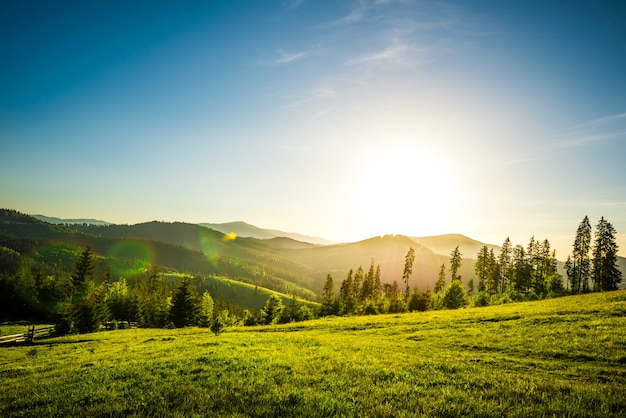 Chic view from hilltop onto a spruce forest