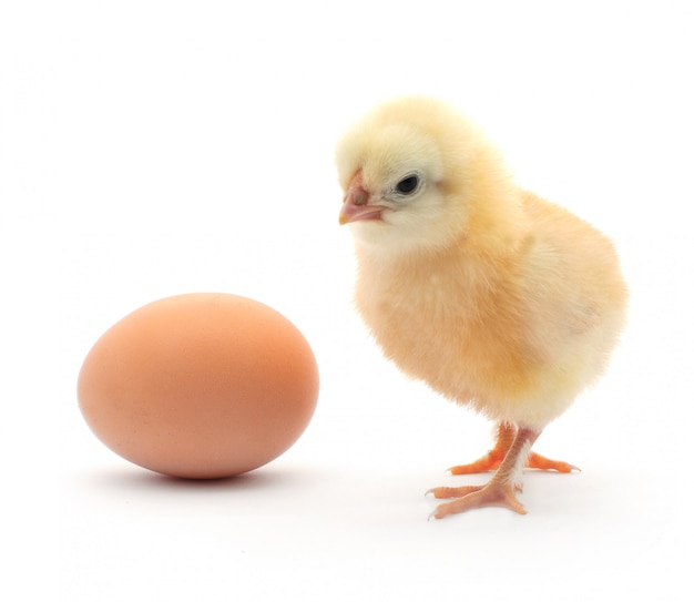 Chick and egg