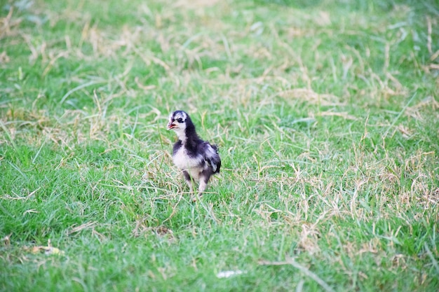 Chick in farmyard