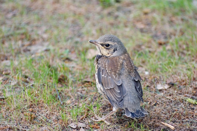 The chick of the fieldfare  (Turdus pilaris) on a summer morning. Western Siberia. Russia