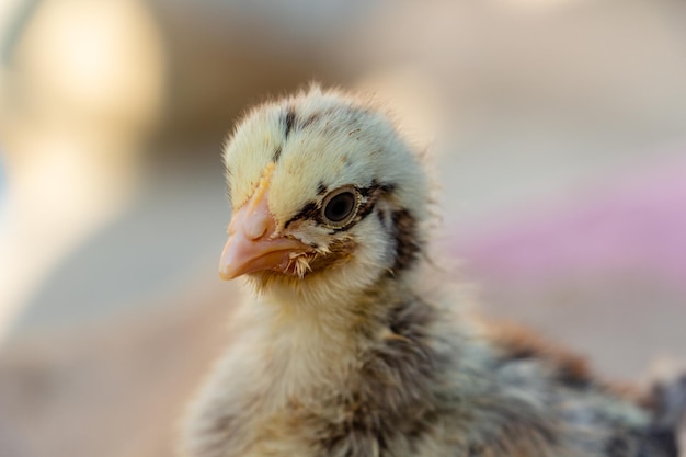 Chick portrait yellow chicken with black stripes and with eyeliner farming