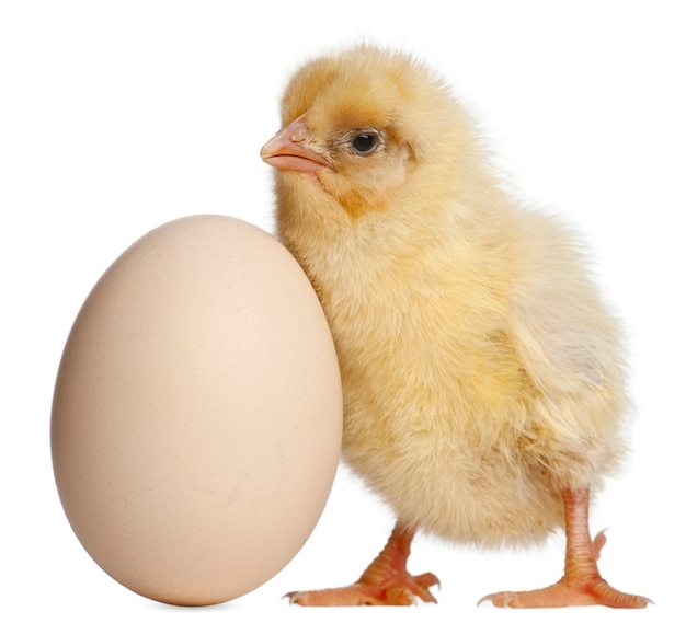 Chick with egg isolated on white