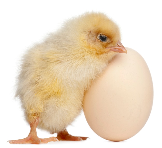 Chick with egg isolated on white