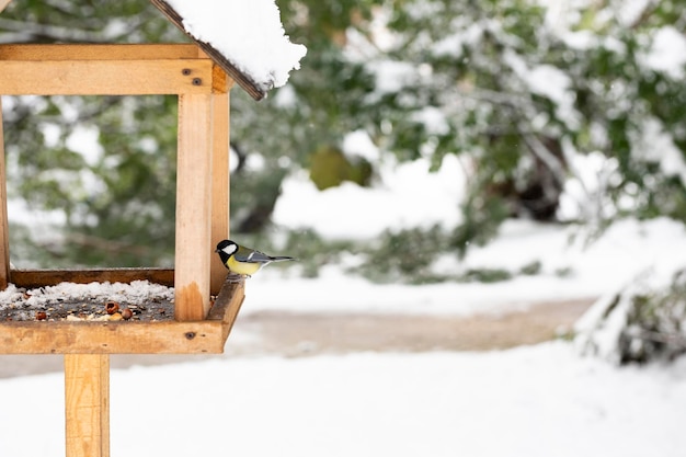 A chickadee in a winter feeder eats bread The concept of helping birds in winter