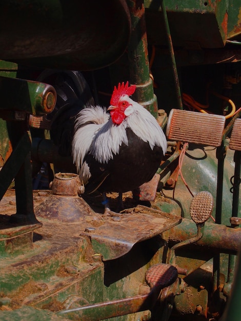 Photo chicken on abandoned vehicle