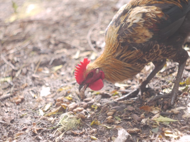 Photo chicken all alone